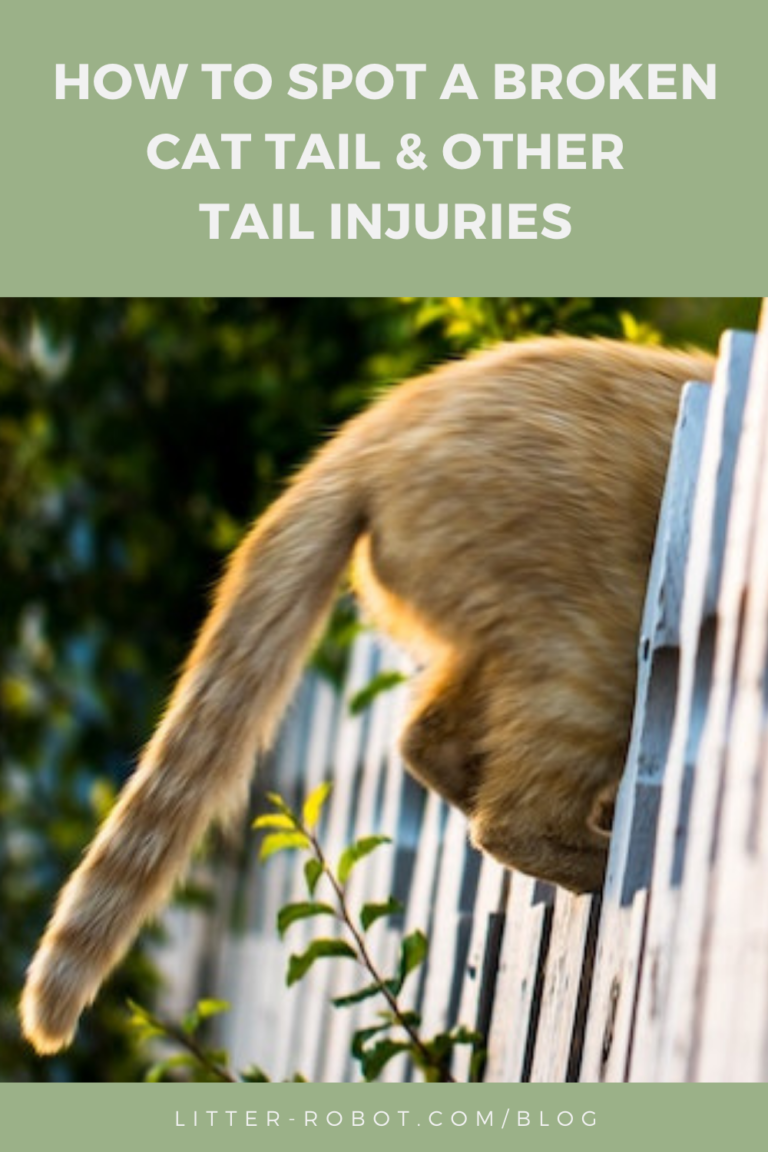 How To Spot a Broken Cat Tail & Other Tail Injuries LitterRobot Blog