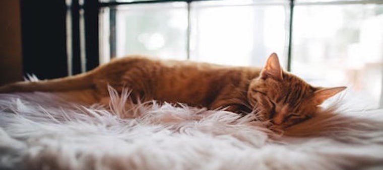 8 Orange Tabby Cat Facts Litter Robot Blog