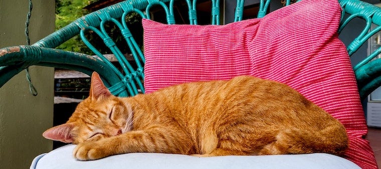 Why Do Cats Sleep So Much Litter Robot Blog 0803
