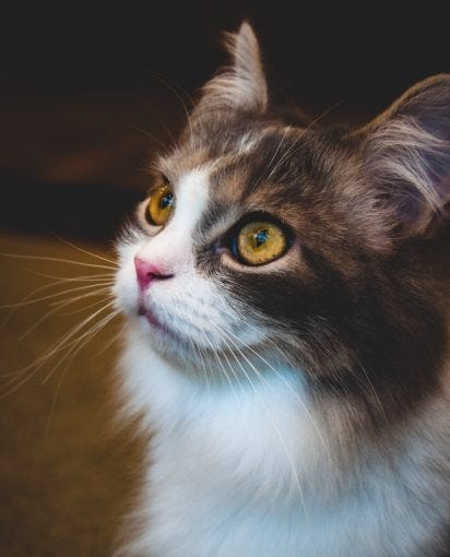 What Colors Can Cats See? | Learn More on Litter-Robot Blog