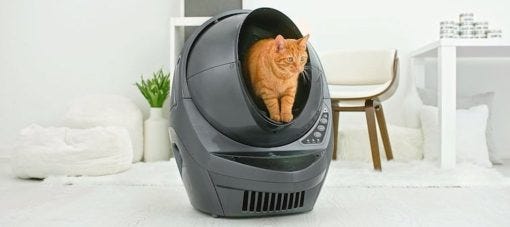 Cat Not Using The Litter Box 5 Litter Box Solutions Litter Robot Blog