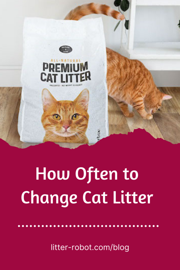 How Often To Change Cat Litter 6 Factors Litter Robot Blog
