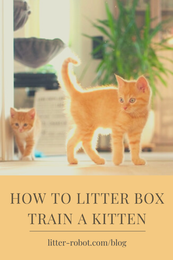 How To Litter Box Train A Kitten Litter Robot Blog