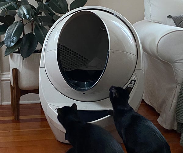 Tips To Acclimate Your Cat To LitterRobot LitterRobot