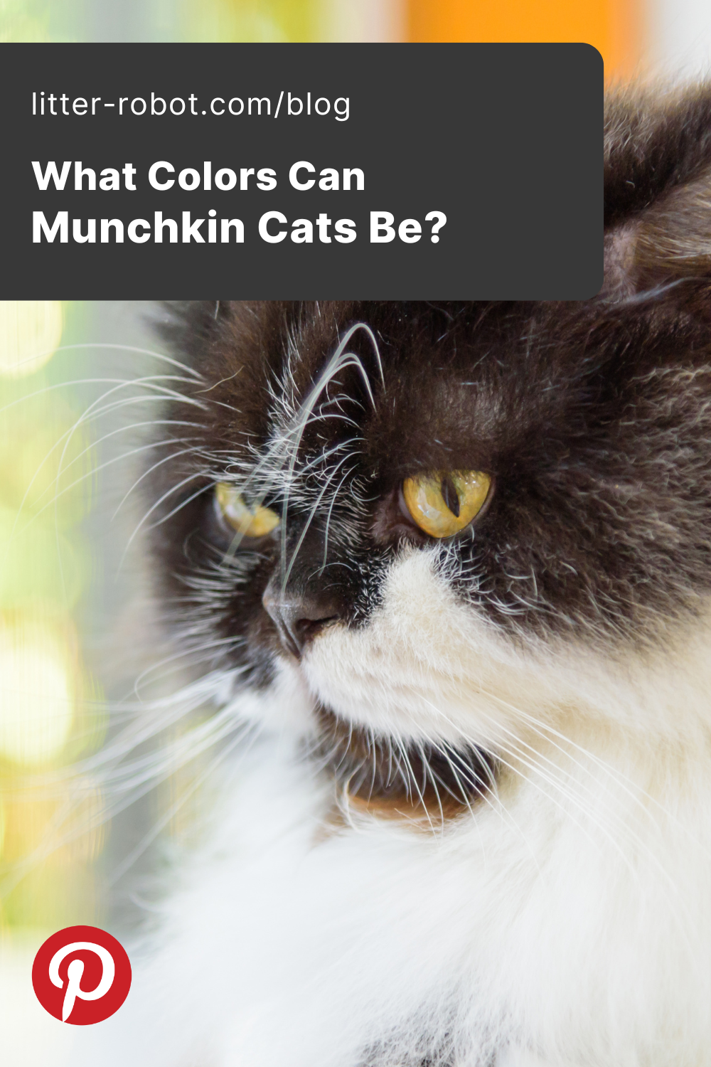 What Colors Can Munchkin Cats Be?