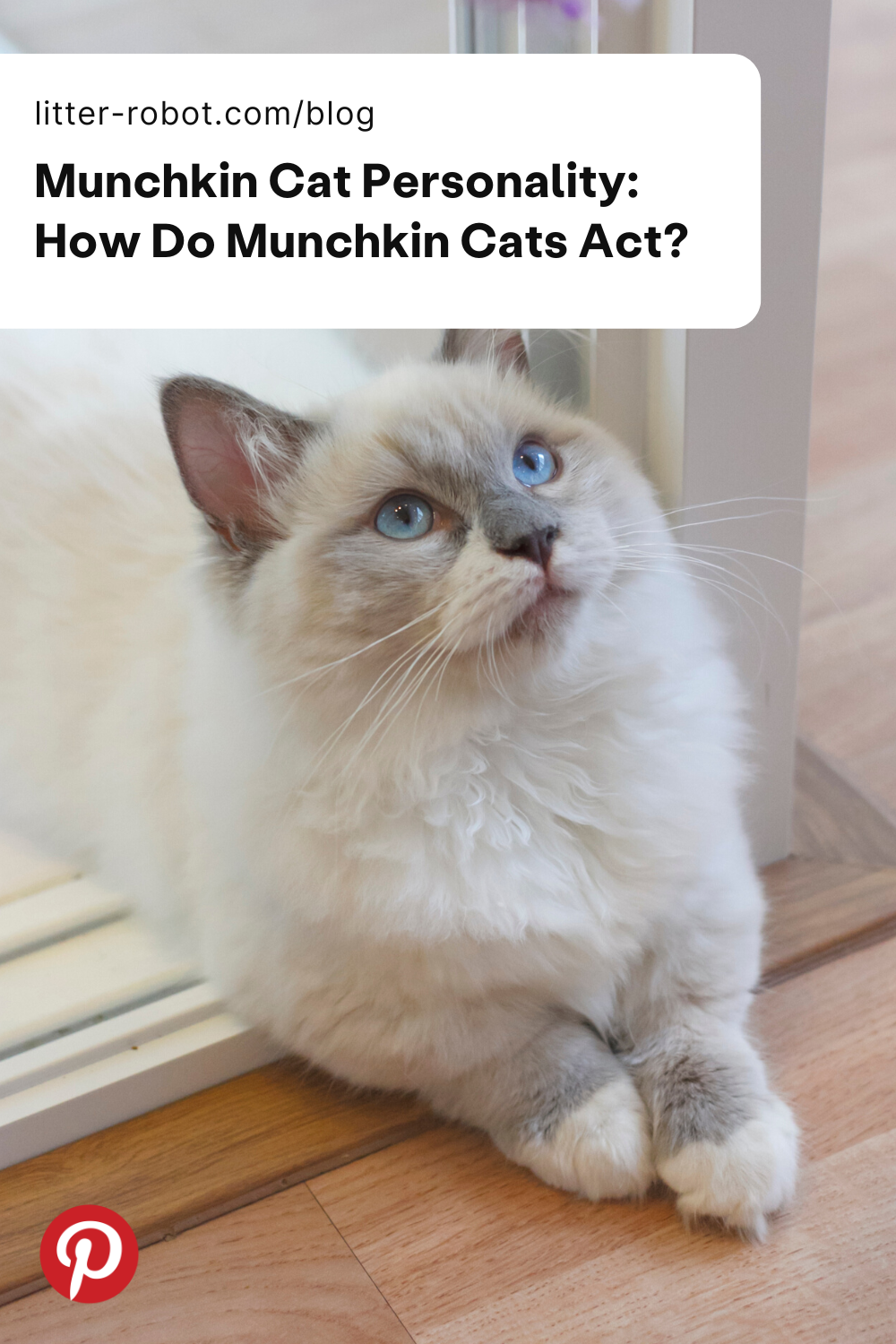 Munchkin Cat Personality: How Do Munchkin Cats Act?