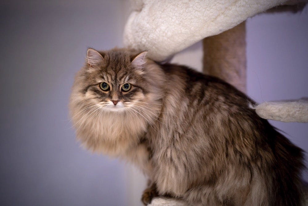 calico siberian forest cat