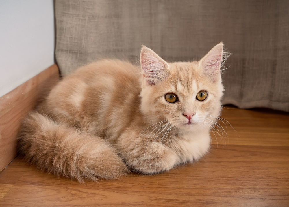 What Colors Can Munchkin Cats Be?