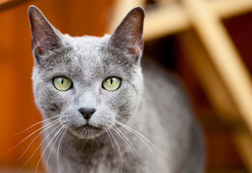 Russian Blue cat