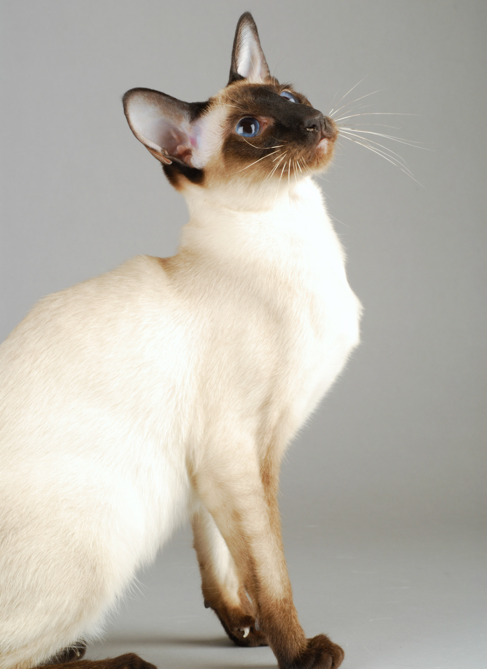 seal point siamese cats facts