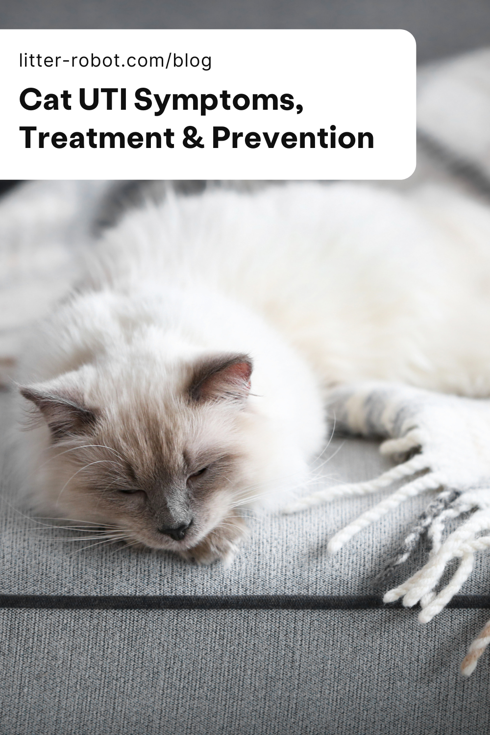 How To Prevent Urinary Tract Infections In Cats: Steps | atelier-yuwa ...