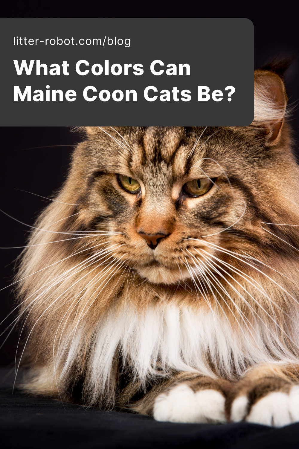 Maine Coon Colors What Colors Can Maine Coon Cats Be 