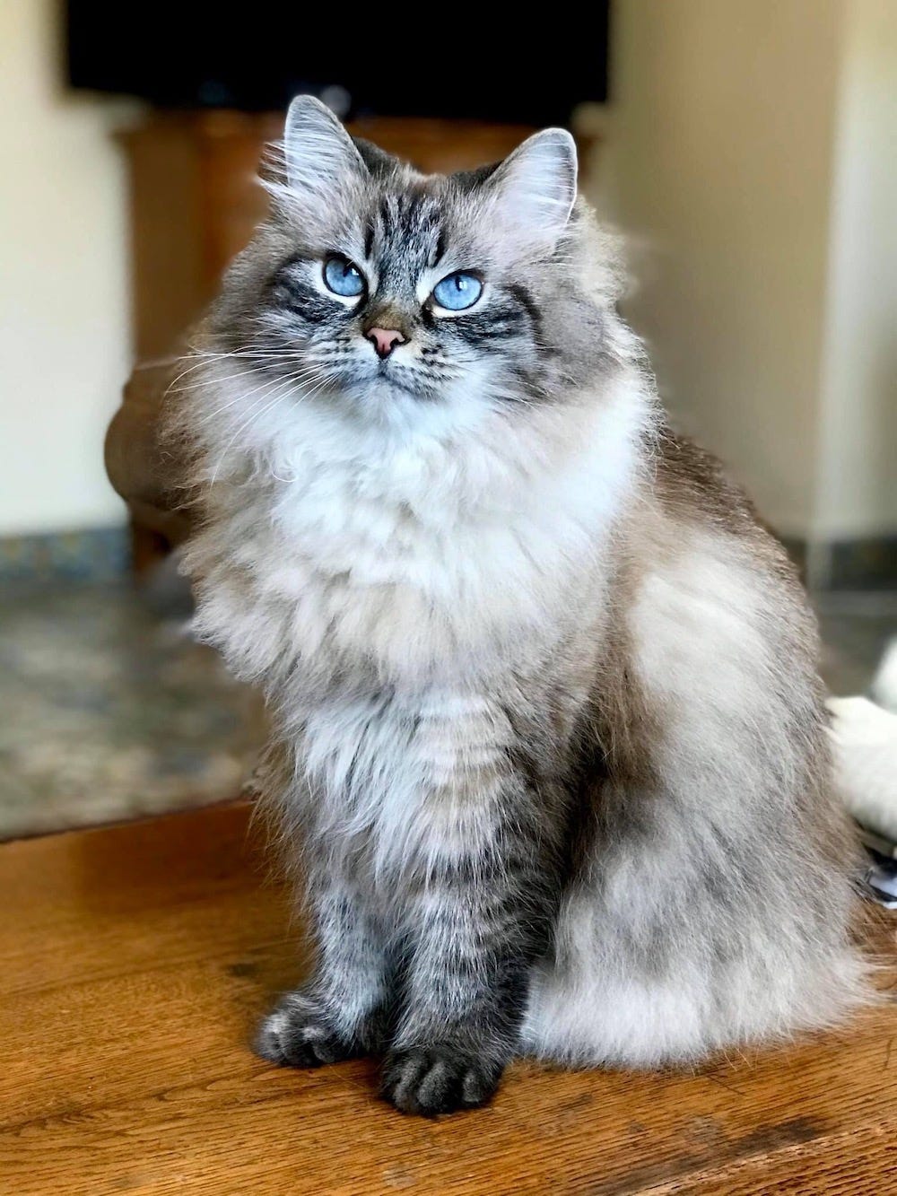 Calico Siberian Forest Cat