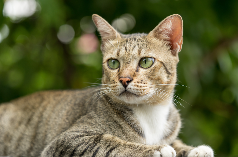 What Colors Can American Shorthair Cats Be? | Litter-Robot