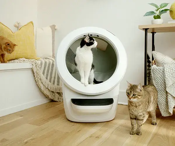 Tips To Acclimate Your Cat To Litter-Robot