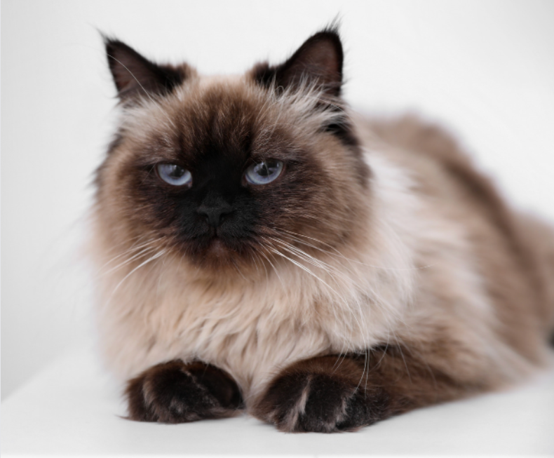 Balinese Cat Personality: How Do Balinese Cats Act? | Litter-Robot