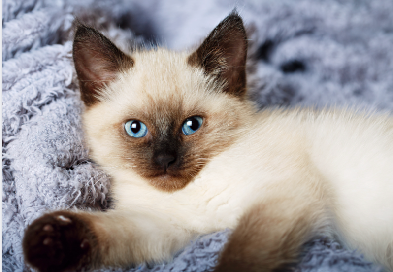 Balinese Cat Personality: How Do Balinese Cats Act? | Litter-Robot