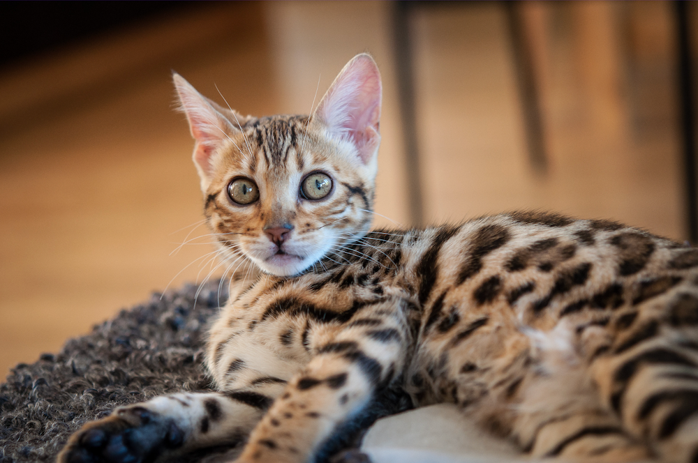 Hypoallergenic Cat Breeds Bengal