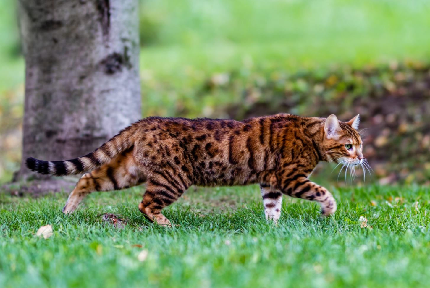 Bengal Cats