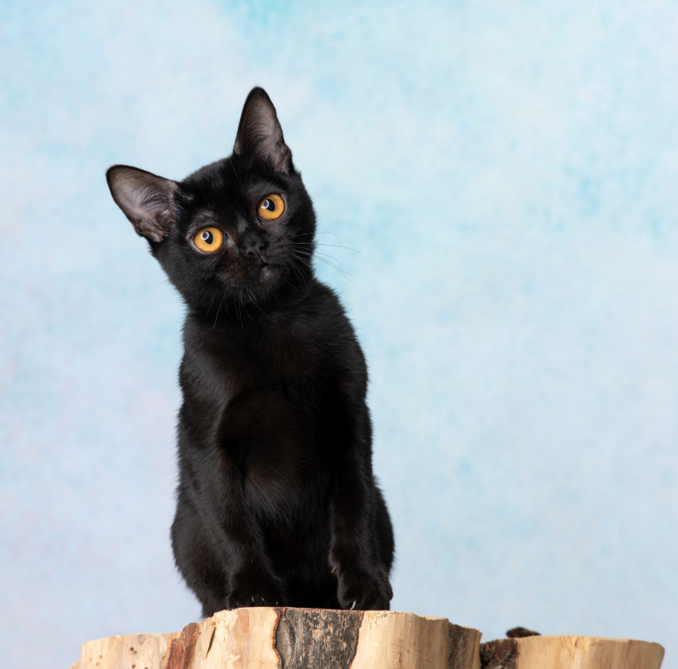 Bombay Cat Personality: How Do Bombay Cats Act? | Litter-Robot