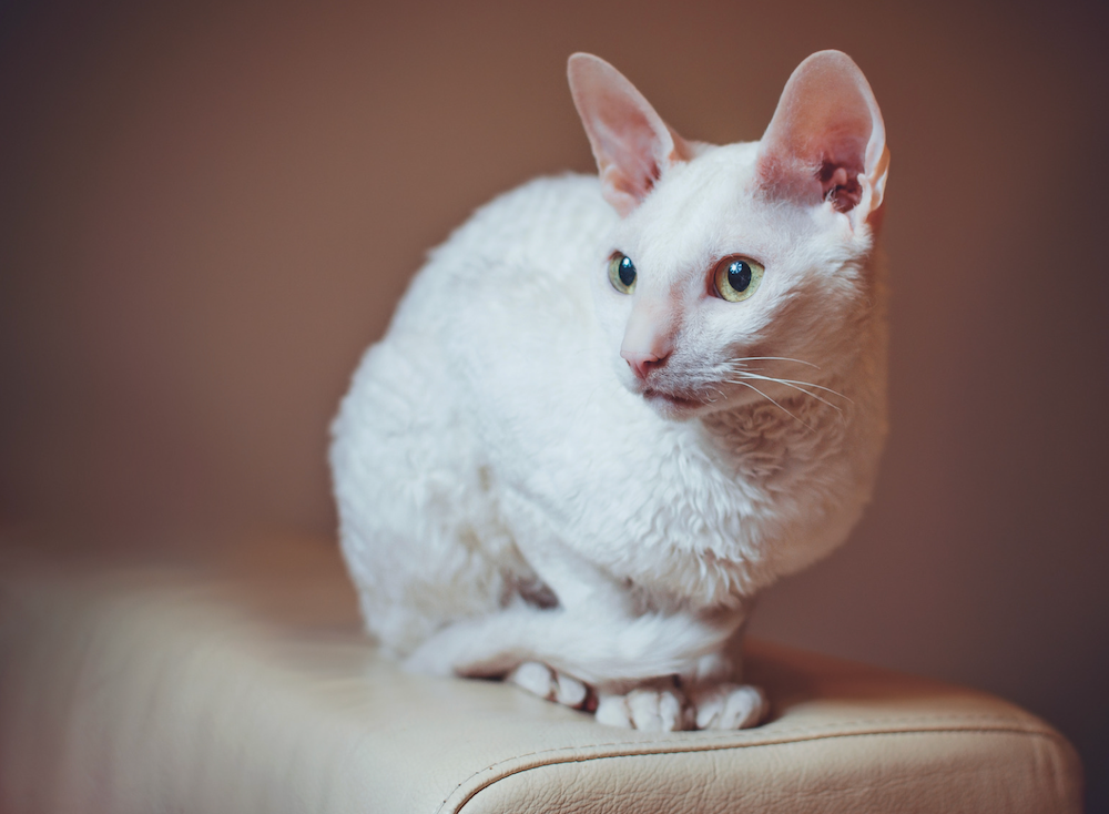 Cornish Rex Cat Breed Profile Litter Robot