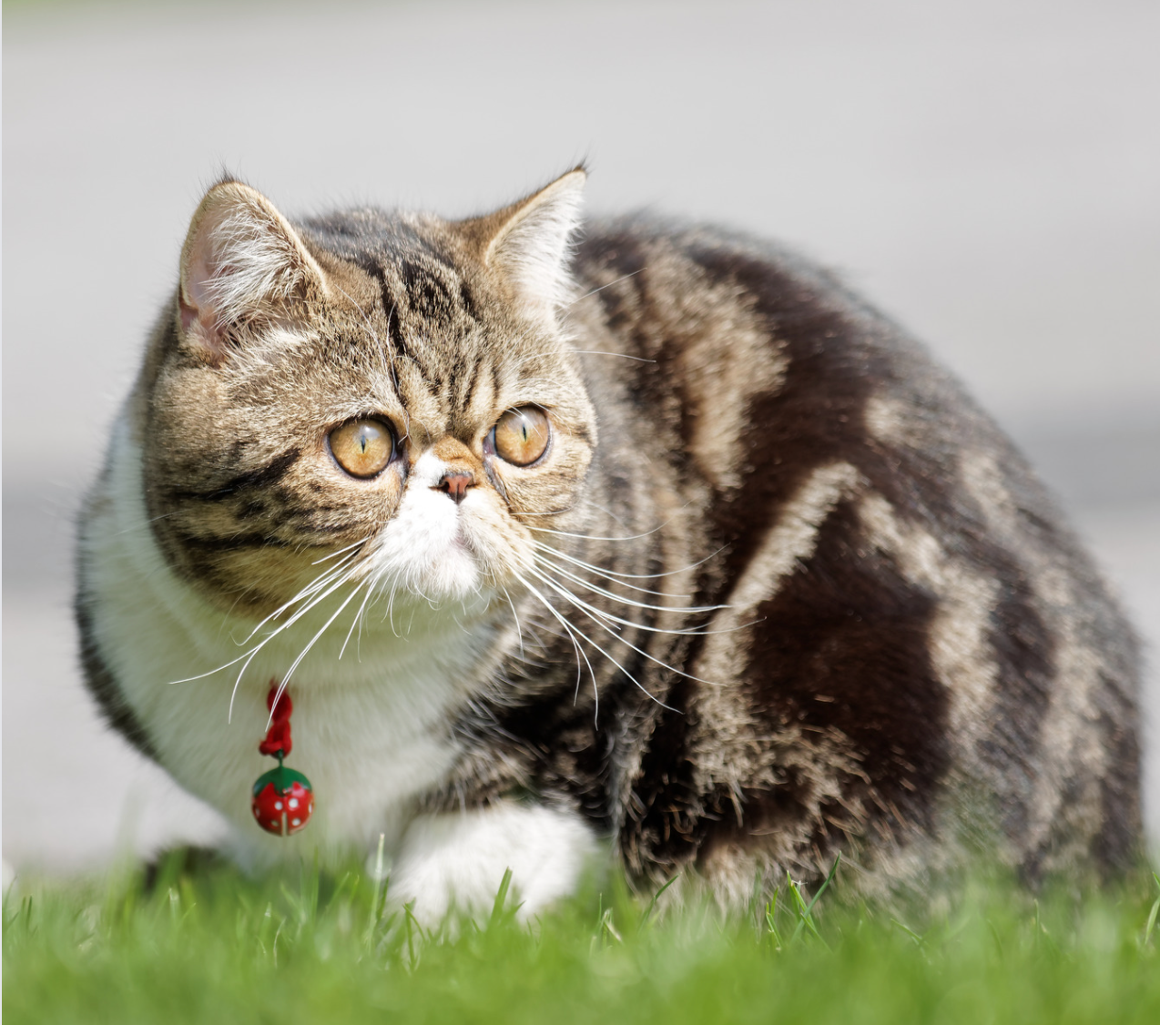 Exotic Shorthair Tabby