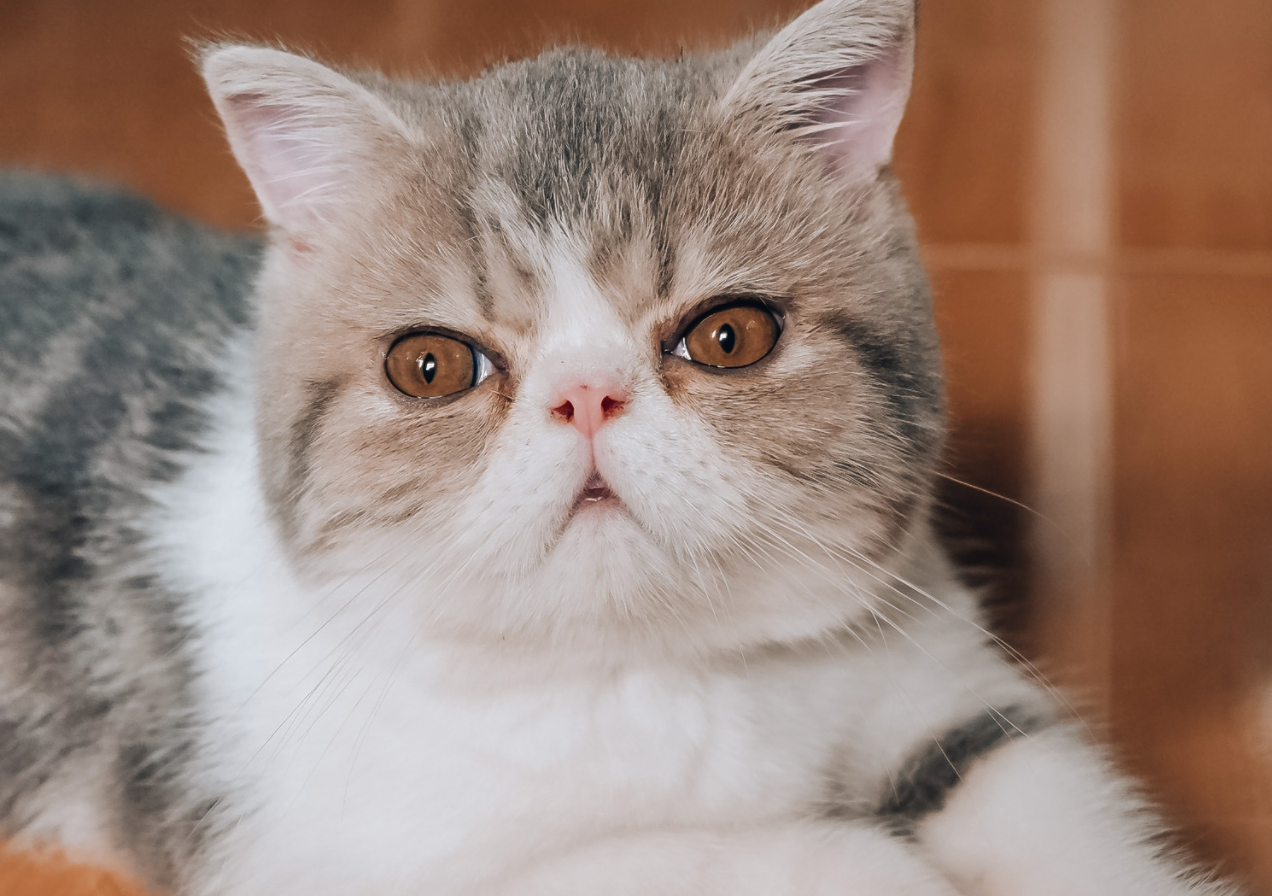 Cute Exotic Shorthair Cat