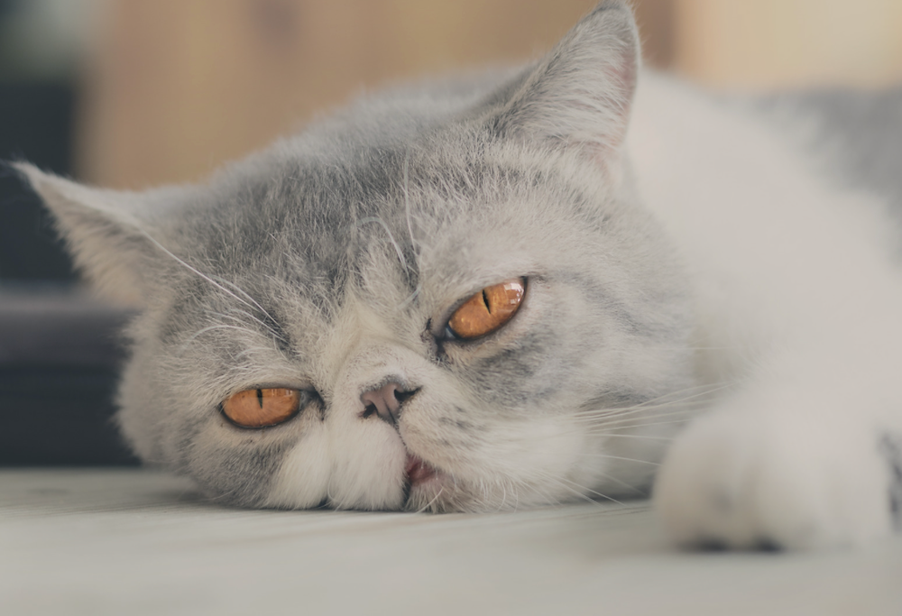 What Colors Can Exotic Shorthair Cats Be? | Litter-Robot