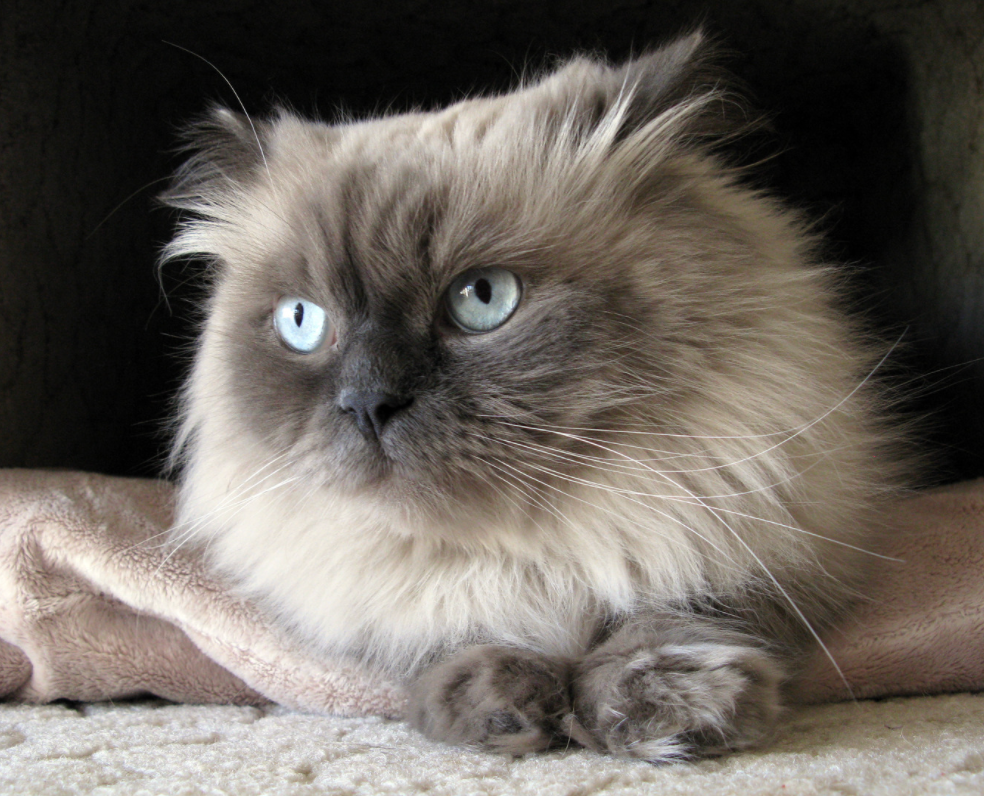 Himalayan Cat Breed Profile | Litter-Robot