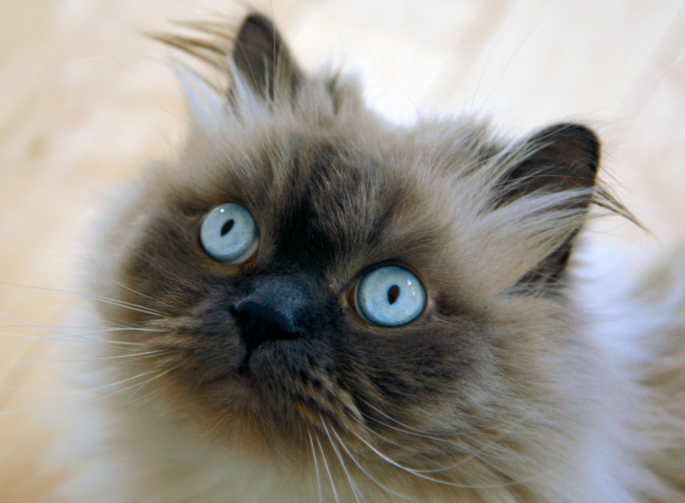 Himalayan Cat Colors - Top 10 Colors from Common to Rare