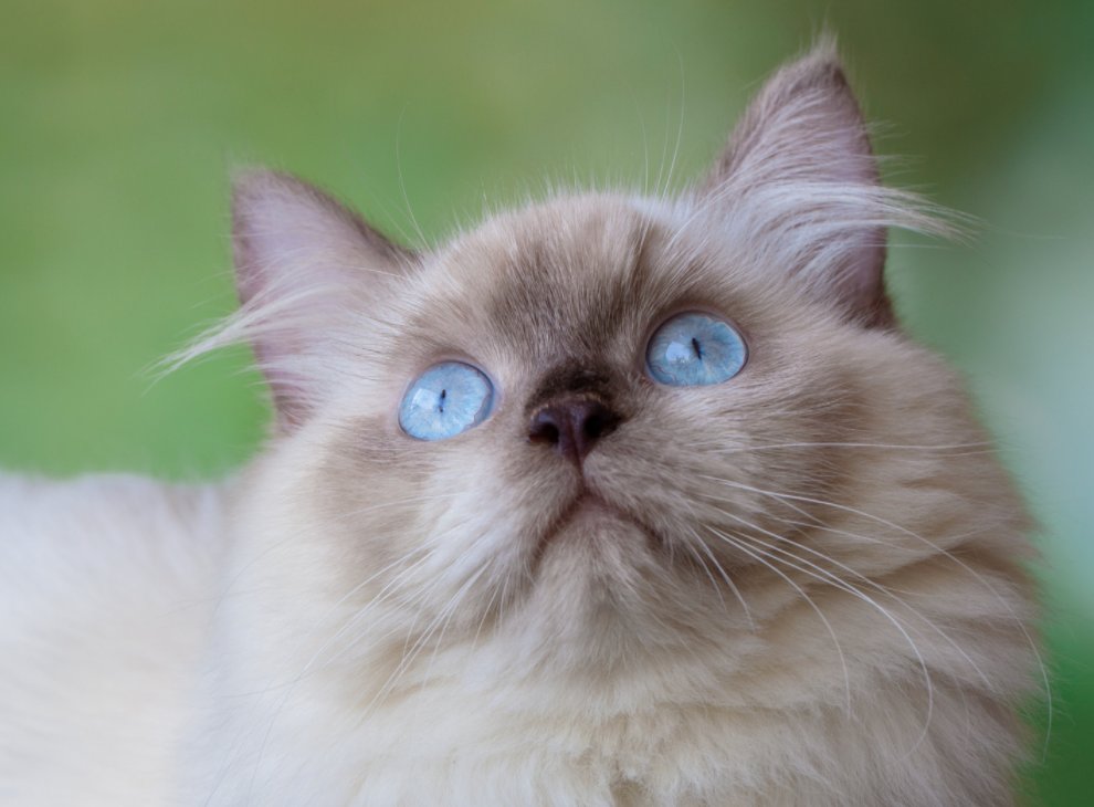 What Colors Can Himalayan Cats Be? | Litter-Robot