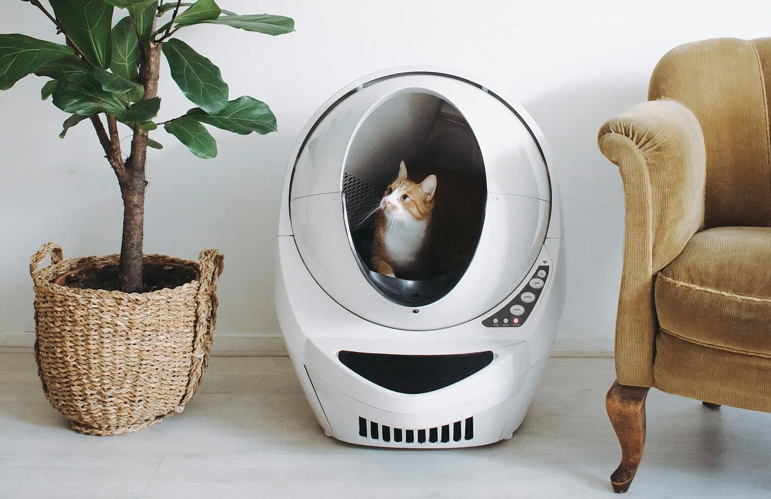 Finding the Best Automatic Litter Box - 7 Must-Have Features