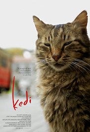 Do Cats Have Favorite Movies? Here's What An Expert Thinks - DodoWell - The  Dodo