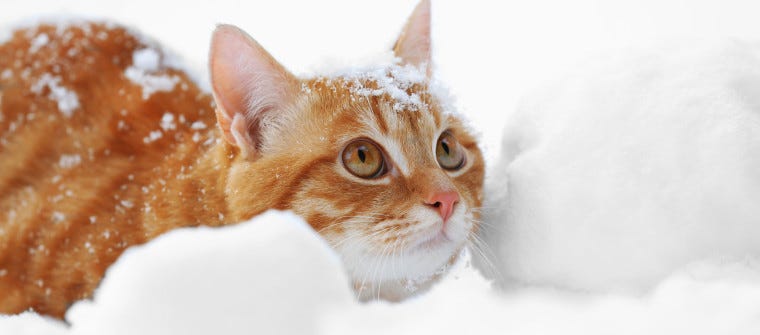 https://www.litter-robot.com/media/magefan_blog/2018/05/Orange-cat-in-snow-760x335.jpg