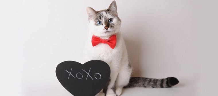 valentine cat images