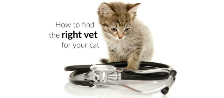 How to Find the Right Veterinarian for Your Cat