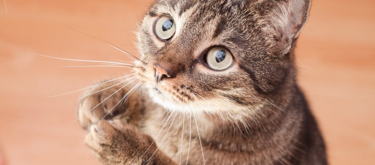 7 Mistakes to Avoid When Introducing Cats and Dogs