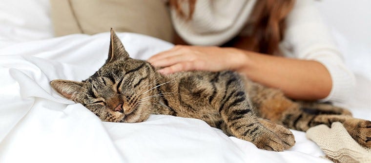 Cat dementia litter outlet box