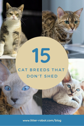 Cats That Don’t Shed: 15 Breeds | Litter-Robot