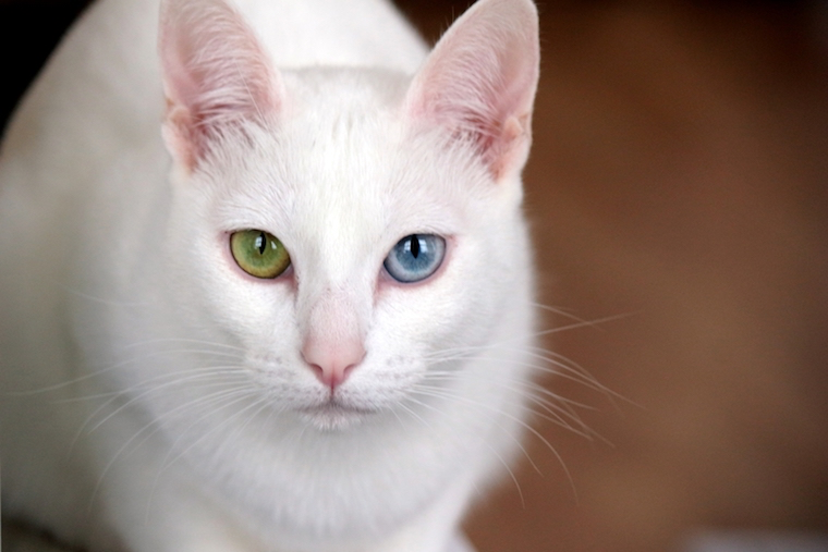 Heterochromia Cats With Different Colored Eyes Litter Robot