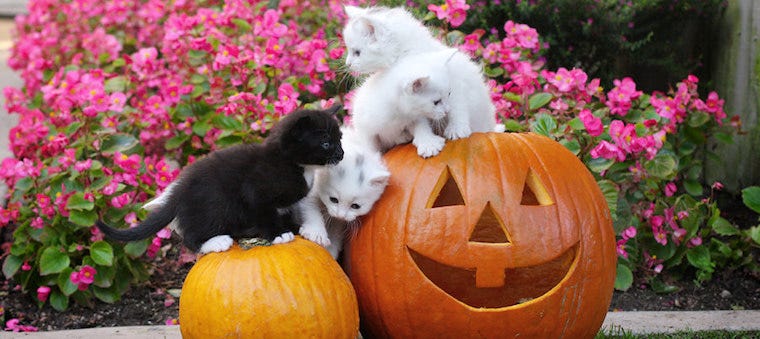 Can Cats Eat Pumpkin Yes Try These Recipes