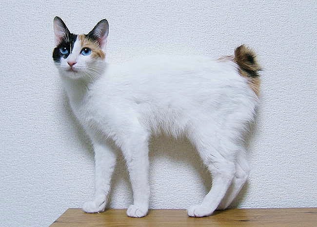 white male calico cat
