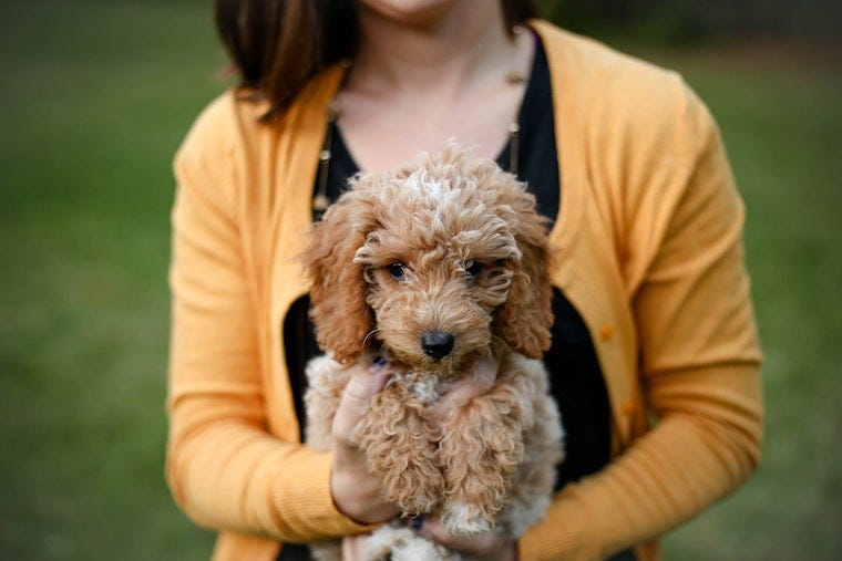 are goldendoodles good with cats