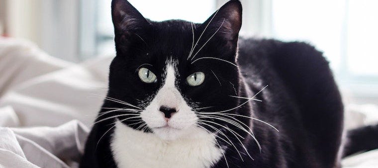 american shorthair cat black and white
