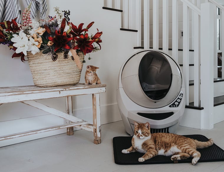 Orange tabby cat lying on a litter mat in front of a beige Litter-Robot 3 Connect next to a bench with an orange tabby kitten and basket of flowers