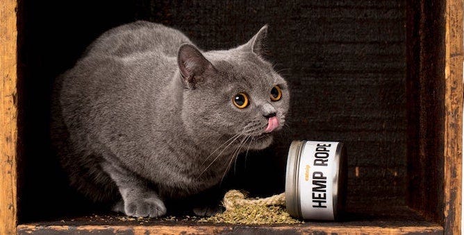 14 Biodegradable Products for Cats