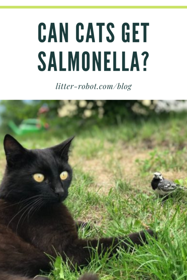 can cats and dogs get salmonella