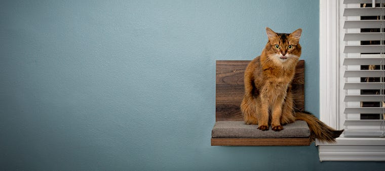 No Drill Cat Shelf in 2022 — Best Cat Review