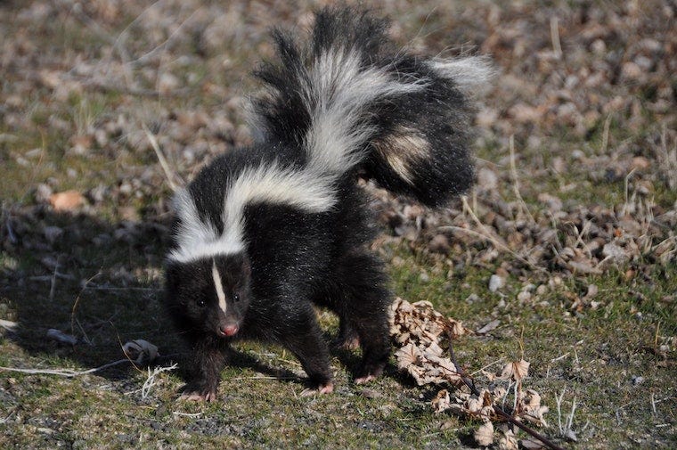 can skunk spray blind a dog