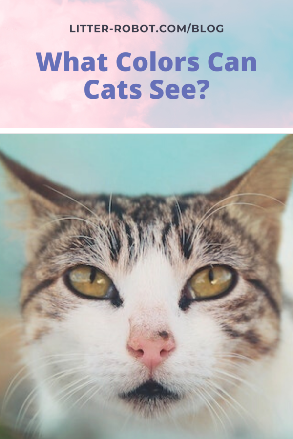 Cat's eyes - how cats see the world